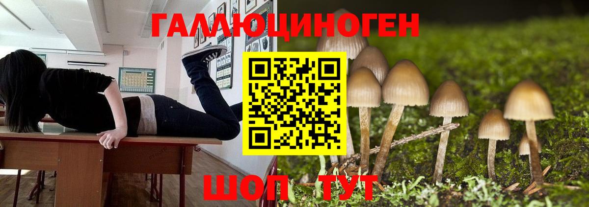 Псилоцибиновые грибы Psilocybe Нижний Тагил